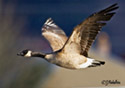 Branta canadensis